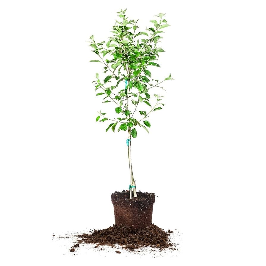Apple - Anna Anna Apple Low Chill Fruit Tree APPANN01G - The Home Depot